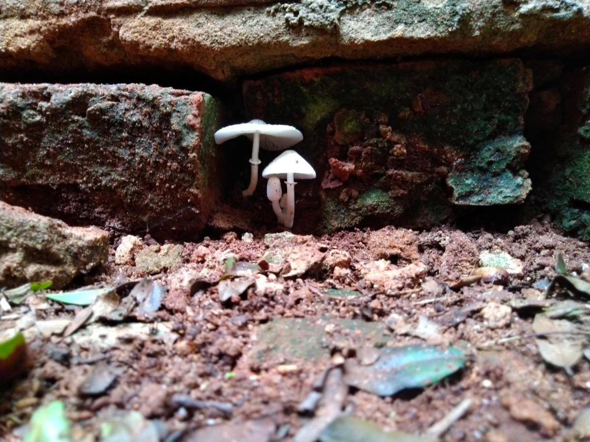 Cafe Com Arte Pousada Ecologica Botucatu Eksteriør billede